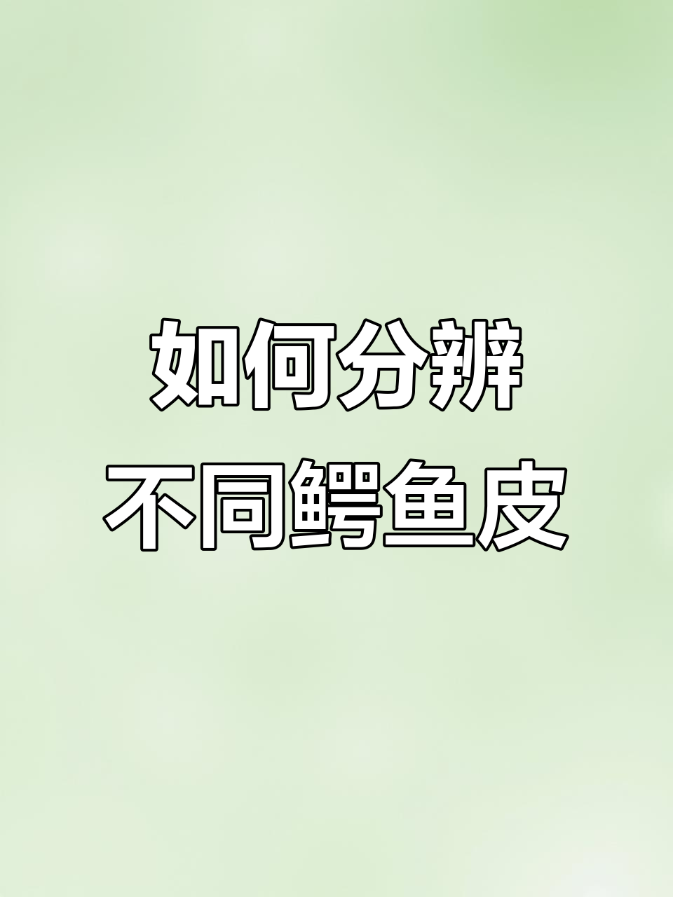 鳄鱼皮如何区分？尼罗、美洲与弯鳄的纹路差异解析