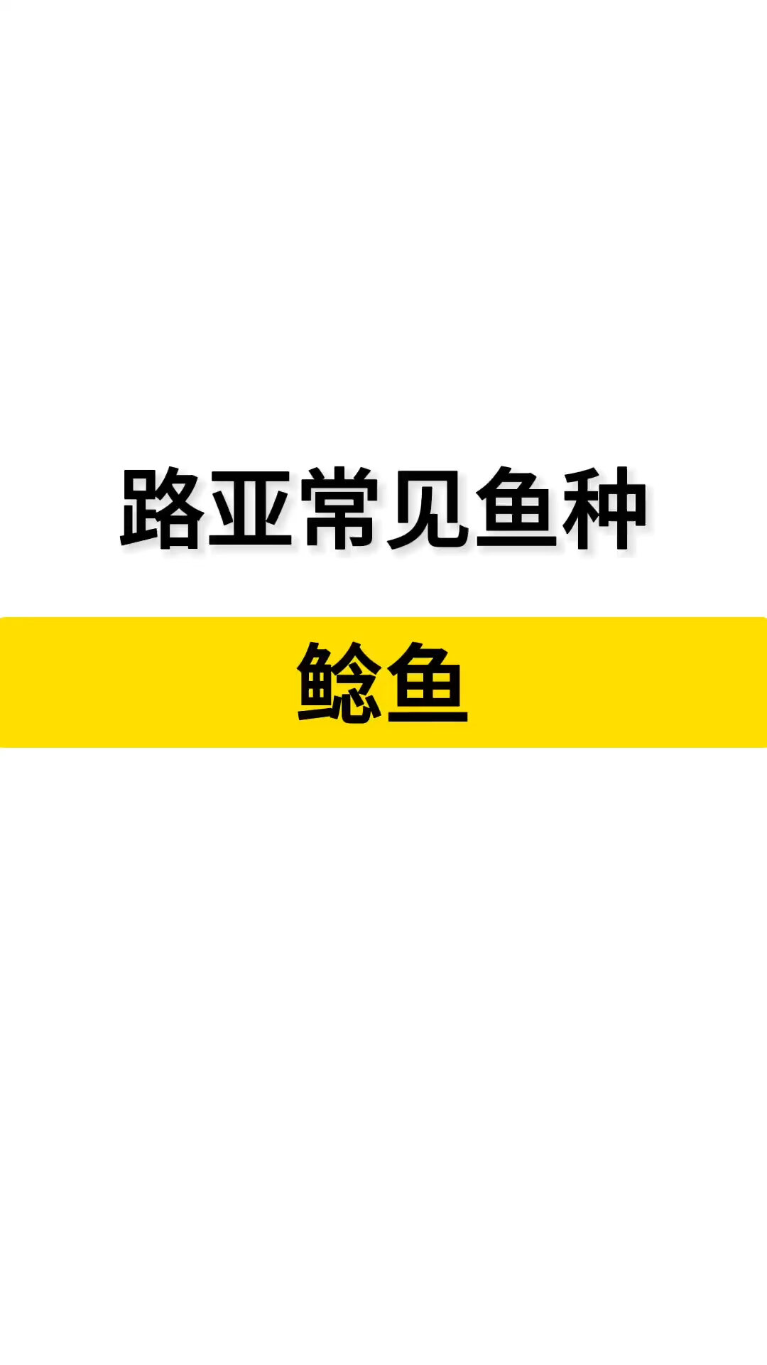 常见路亚鱼种鲶鱼
