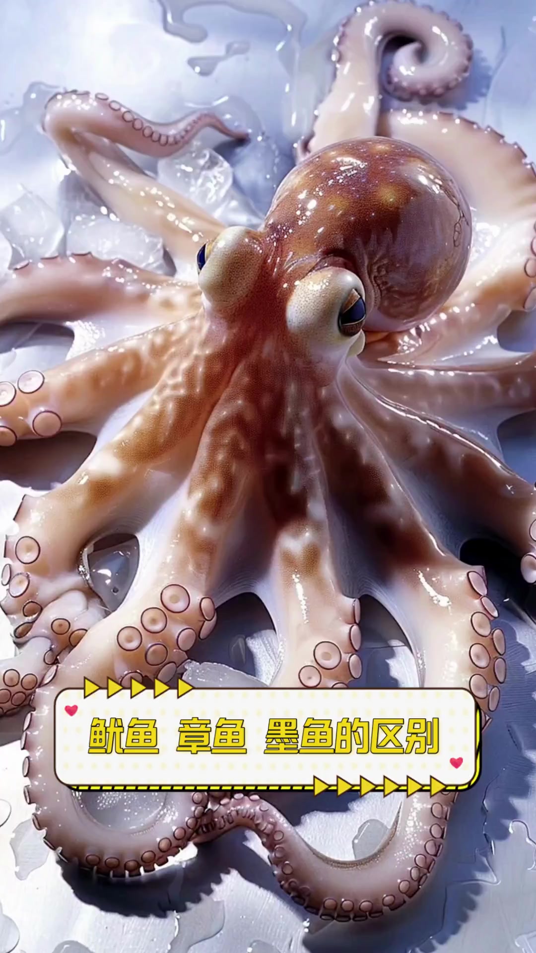 鱿鱼,章鱼,墨鱼的区别