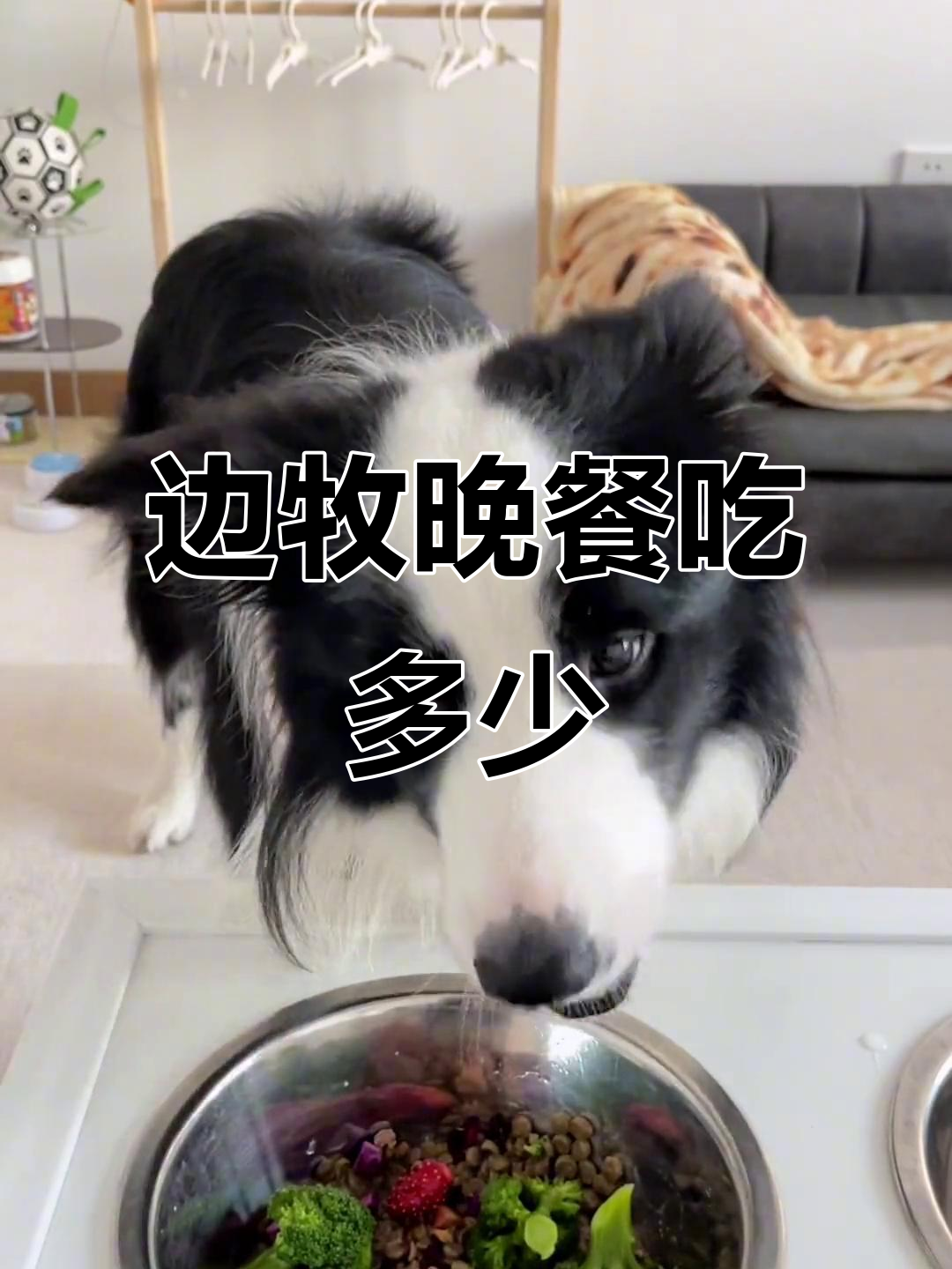 妈宝狗晚餐大揭秘:巧克力饼干、奶酪骨头,吃得超熟练
