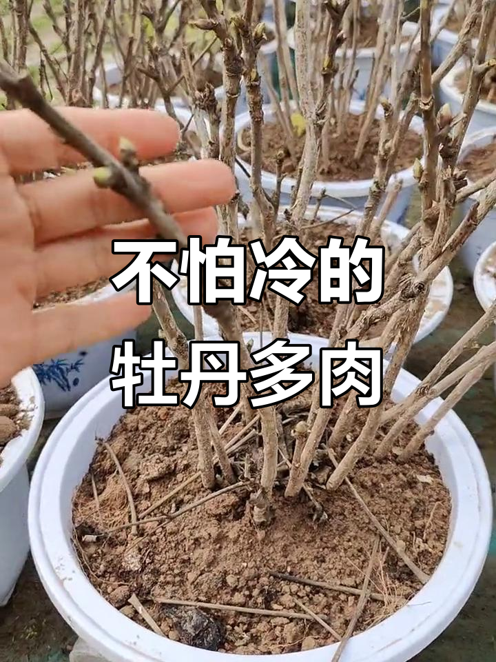 冬季不怕冻的多肉植物，开花超美！