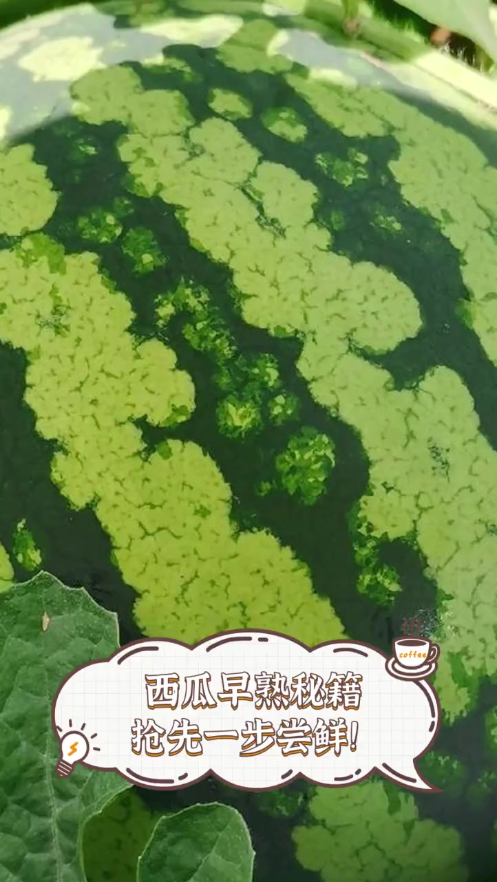 西瓜早熟秘籍,抢先一步尝鲜!