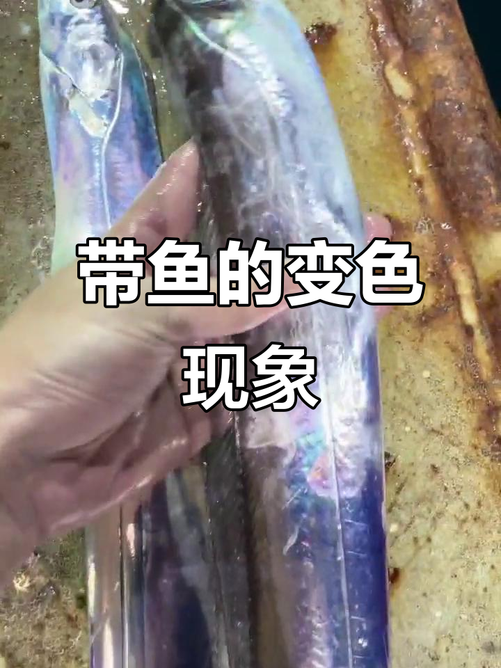 带鱼新鲜度揭秘:从活带到暗淡,真相大公开