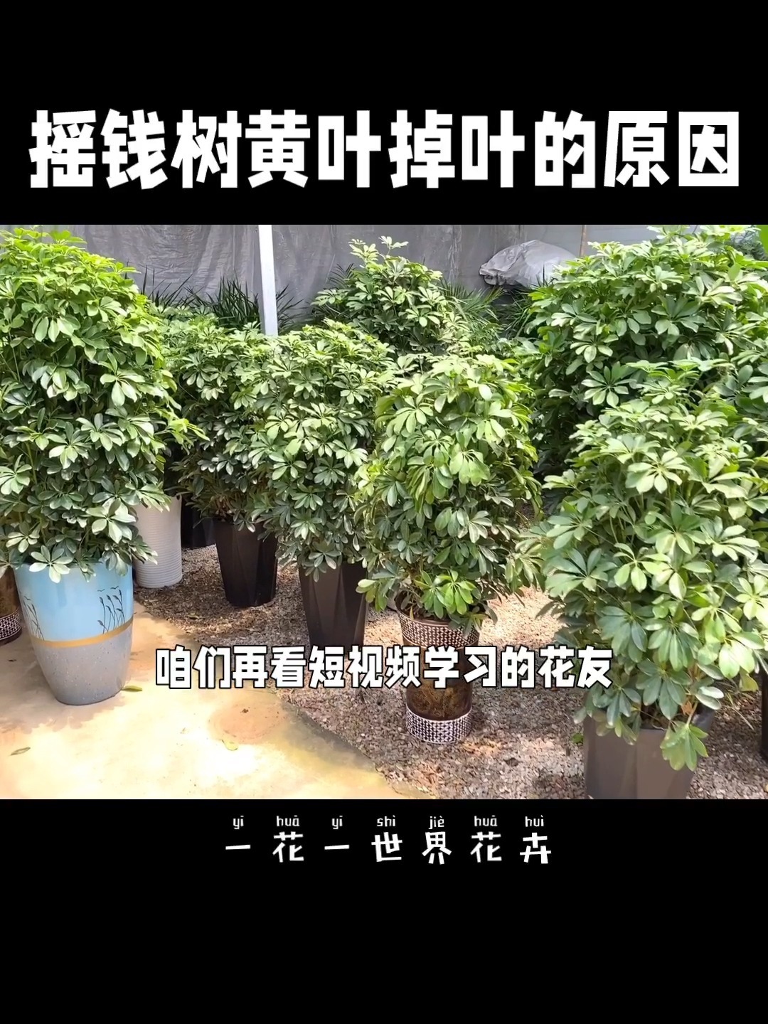 鸭掌木(摇钱树)黄叶掉叶的原因