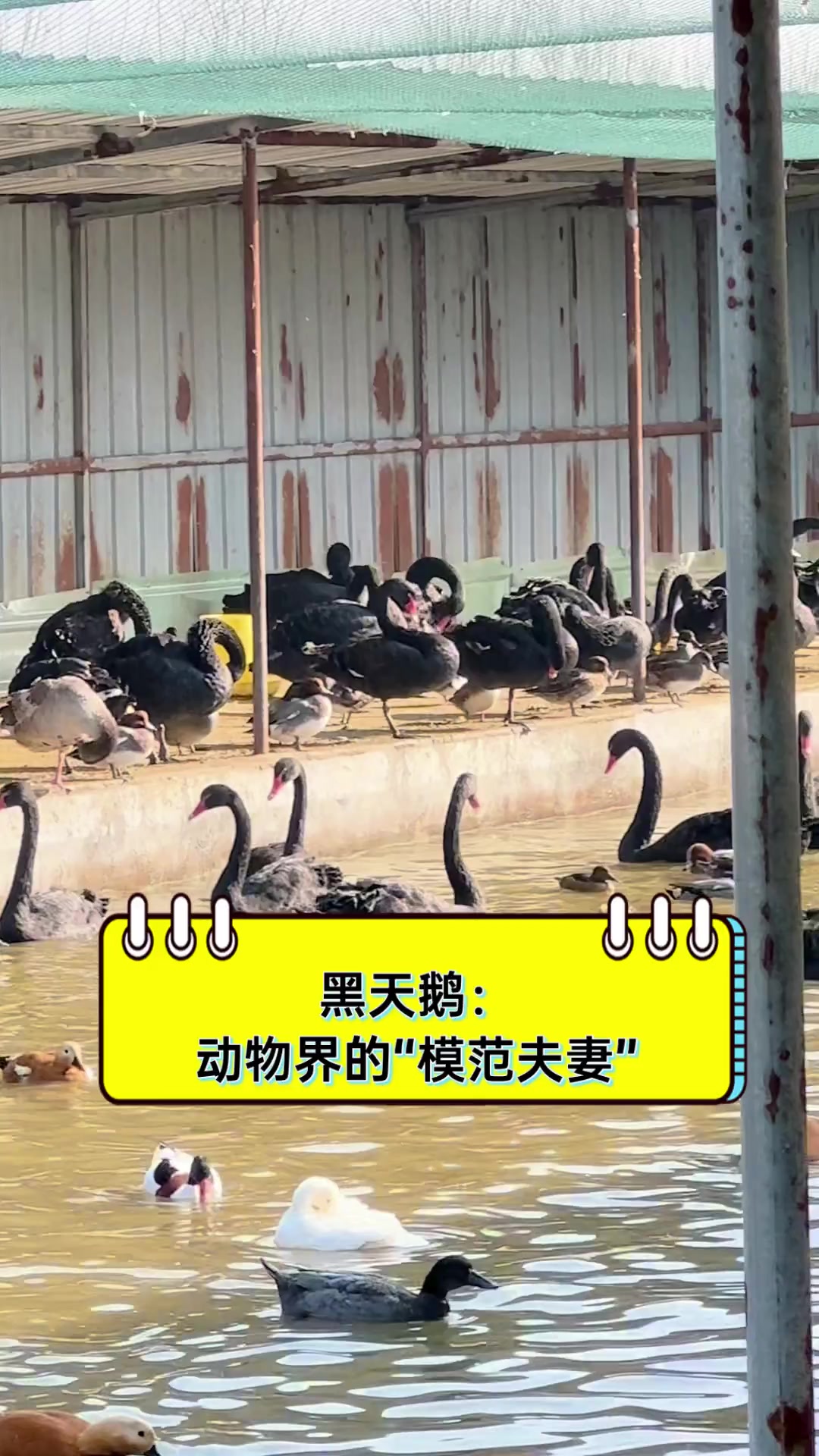 黑天鹅:动物界的“模范夫妻”