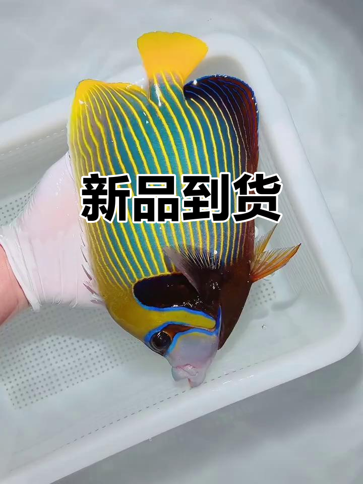 马代红海新货,蓝面关刀齐上阵