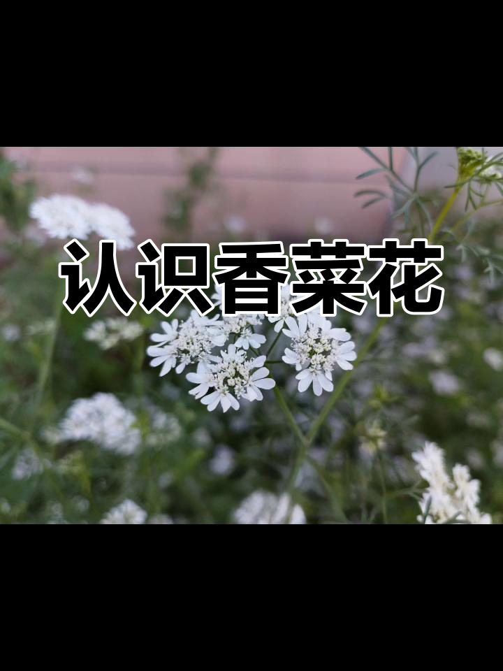 香菜花的独特魅力