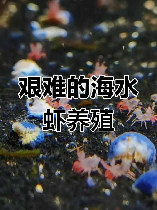海水观赏虾繁殖之路,挑战与艰辛并存