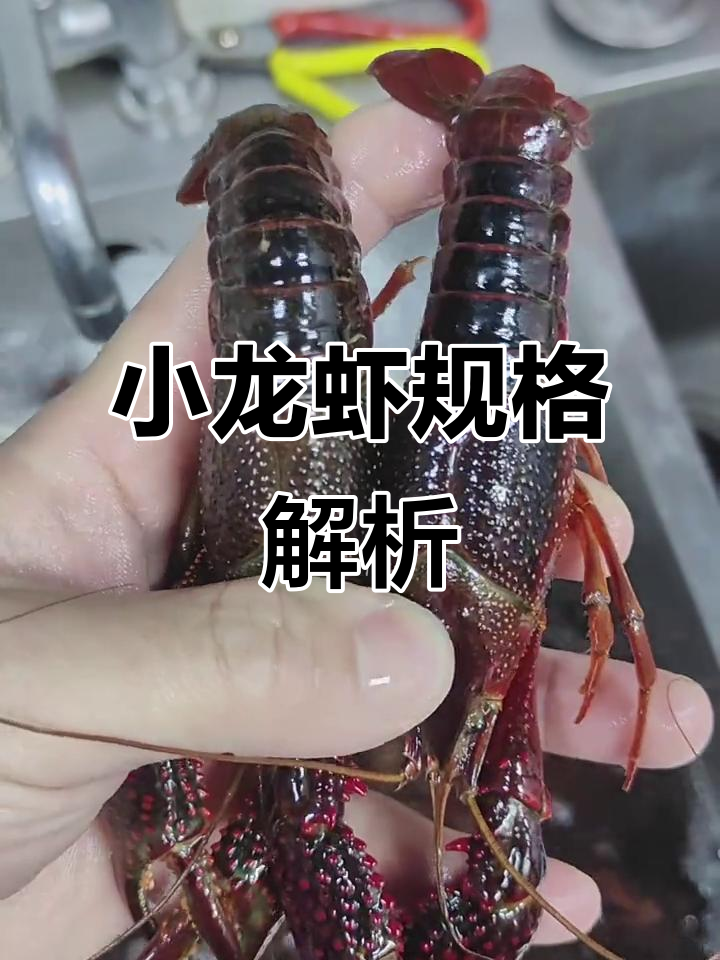 小龙虾规格大揭秘，了解各等级轻松选购！