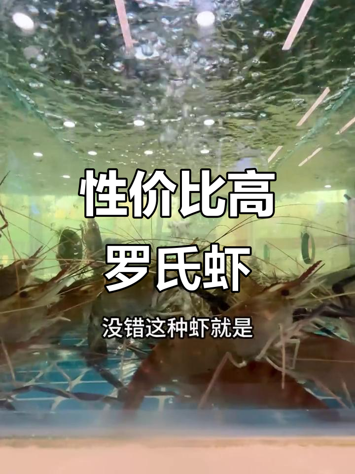 罗氏虾黄带籽,肉多鲜活超值美味