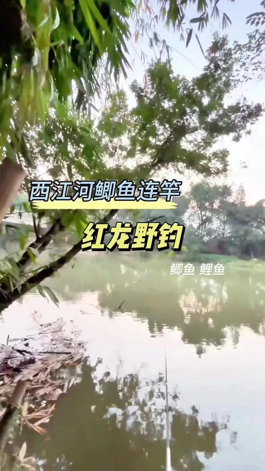 红龙野钓 西江河鲫鱼还是非常好钓。朋友天天蹲这里也没空过。今天第一次来这里,感觉没找对方法