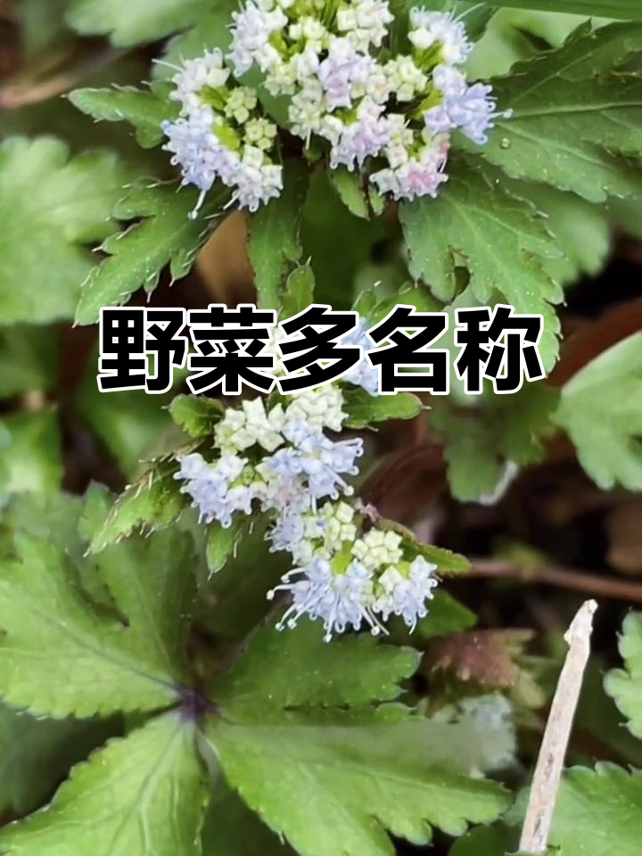 这种野菜名字奇特,别名繁多,功效多样