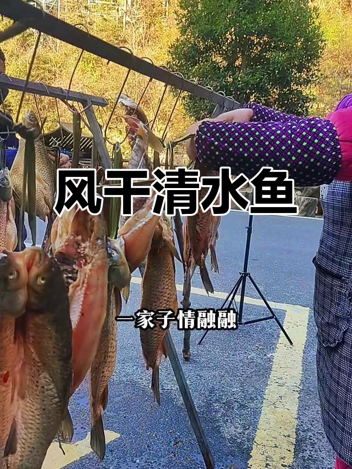 清水鱼干腌制完成，准备晾晒风干