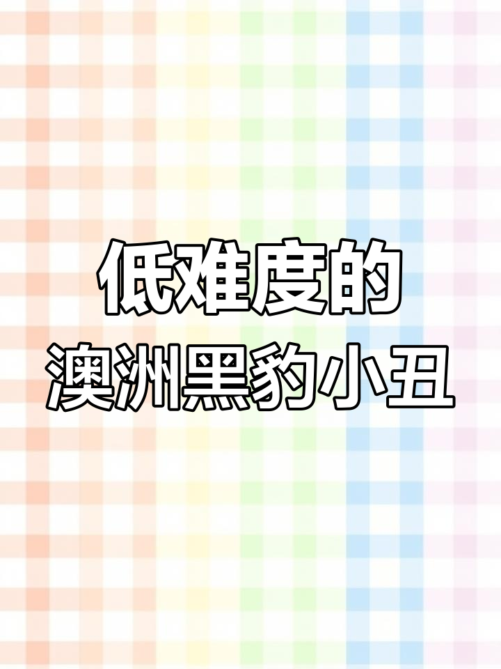 澳洲黑豹小丑:低难度饲养,珊瑚兼容性强