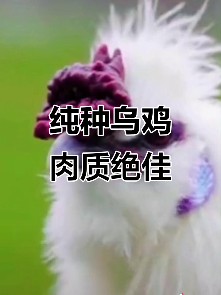 8个月散养乌鸡,肉质鲜美,汤汁浓郁,营养丰富!