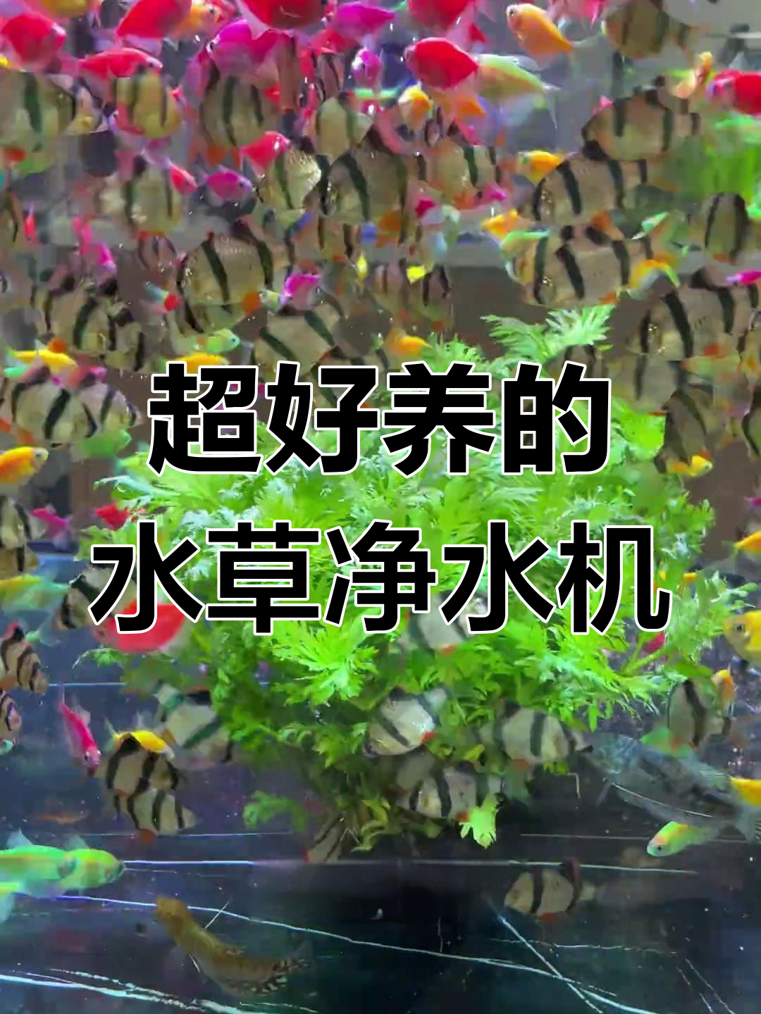 鱼缸过滤升级,巨无霸设计让水质瞬间清透!