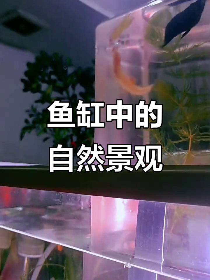 鱼缸里的山水美景,观赏鱼类大集合
