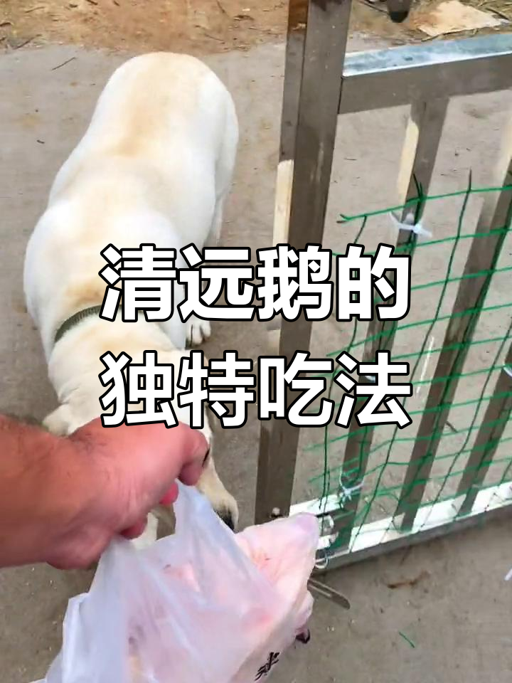 过年鹅卖不出去,试试这两种清远特色做法!