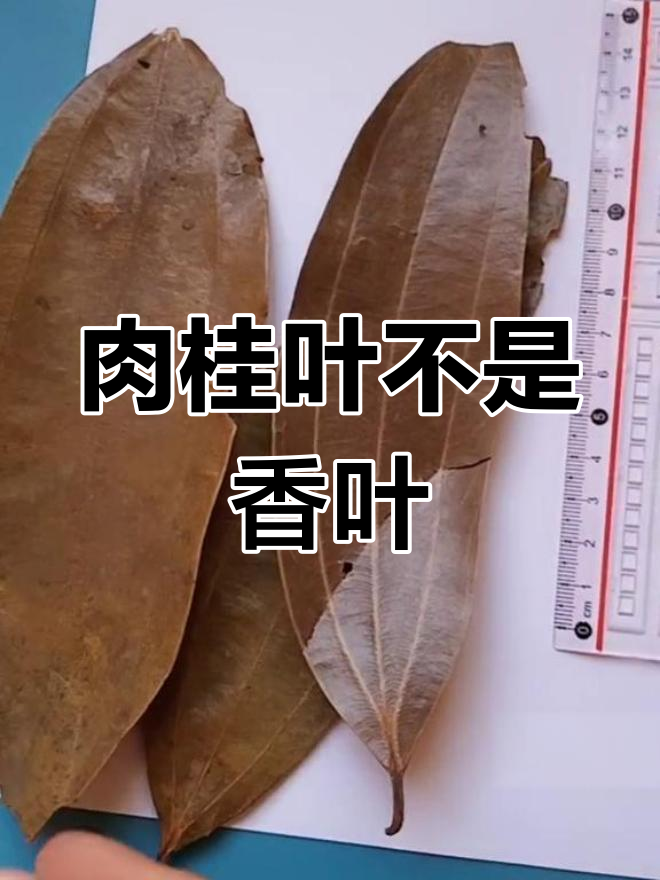 肉桂叶与香叶的区别,购买时注意分辨