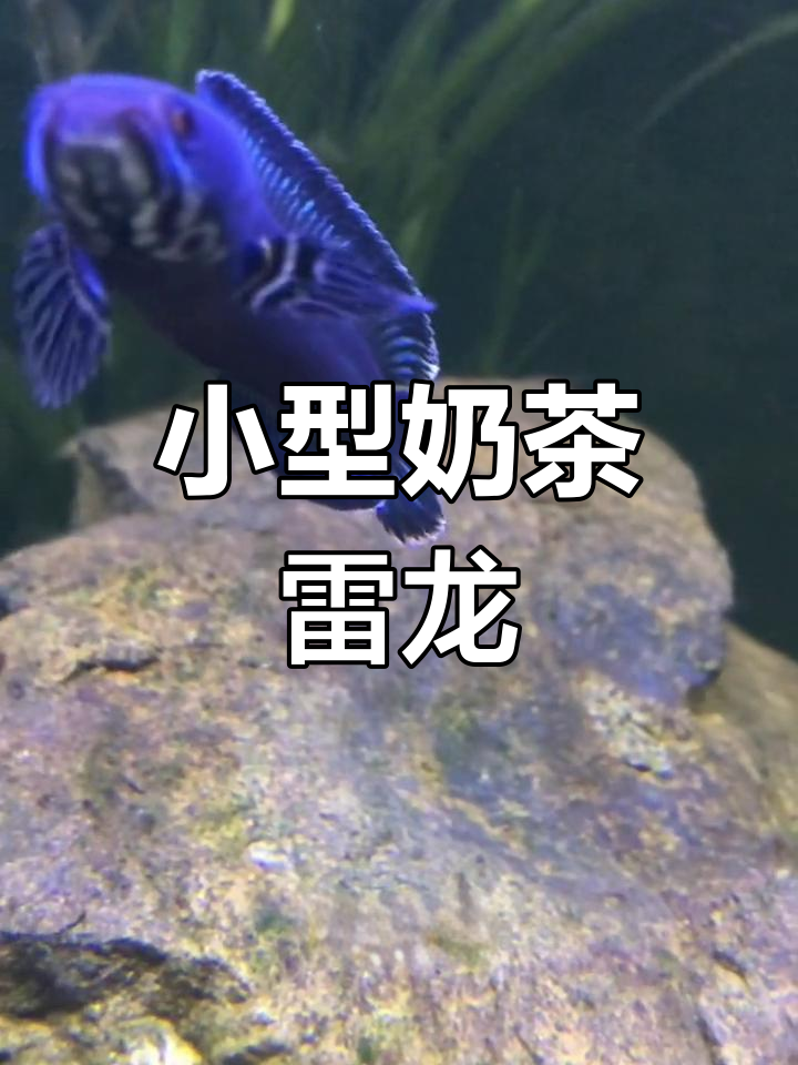 黄金眼镜蛇雷龙:小型奶茶类,温和易养