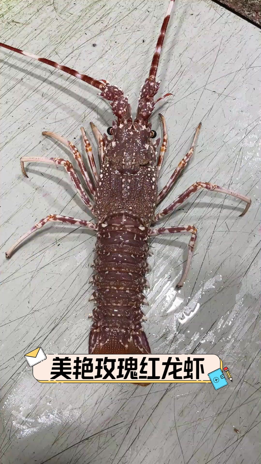 美艳玫瑰红龙虾