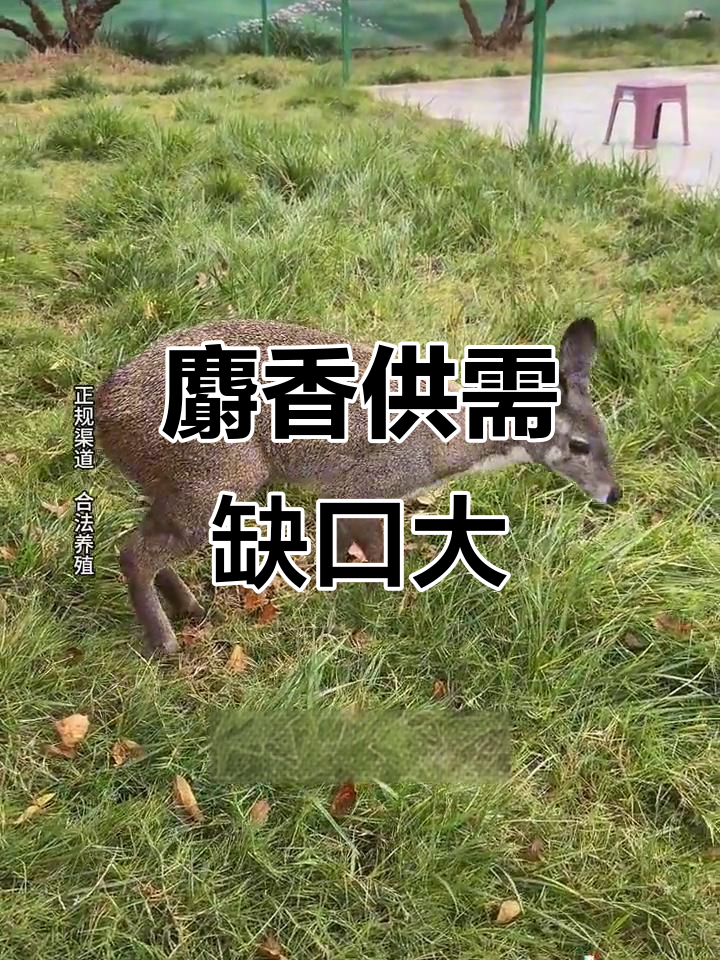 麝香需求量巨大,产量不足成难题