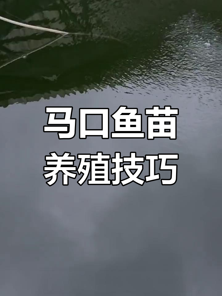 帆布池马口鱼苗养殖全攻略:从肥水到分时管理
