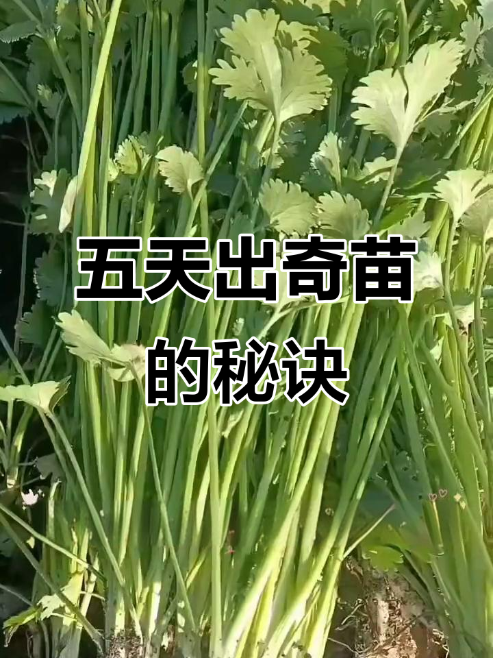 香菜种子冰箱储存法,5天出齐苗,种植小妙招分享