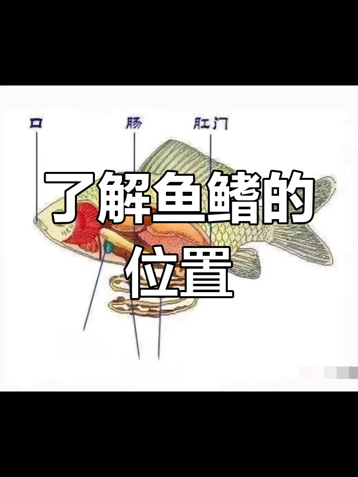鱼鳍是什么部位?图解告诉你