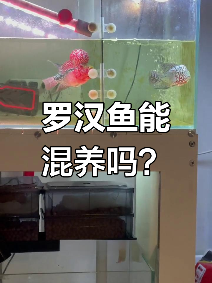 罗汉鱼混养大作战,实力与装逼并存!