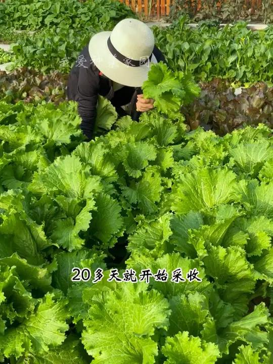 喜欢吃饺子,您就种香叶饺子菜 田园生活 我的小菜园 饺子菜