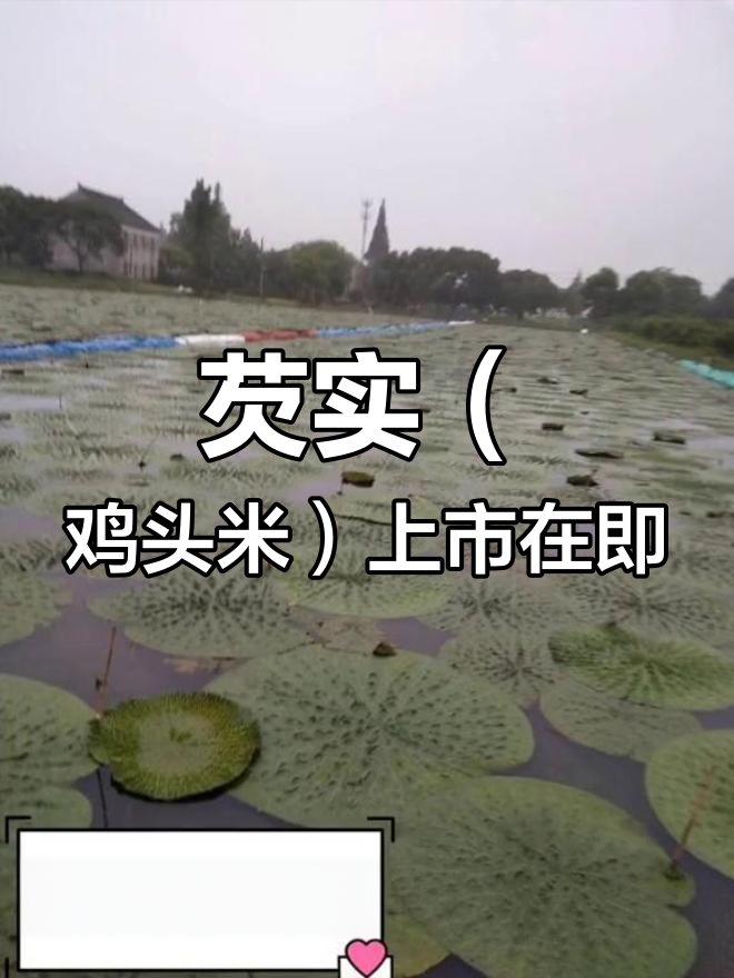 鸡头米即将上市,芡实迎来收获季