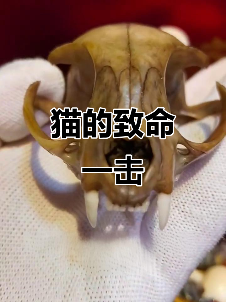 猫咪头骨结构惊人,咬合力强到能轻松撕裂猎物!