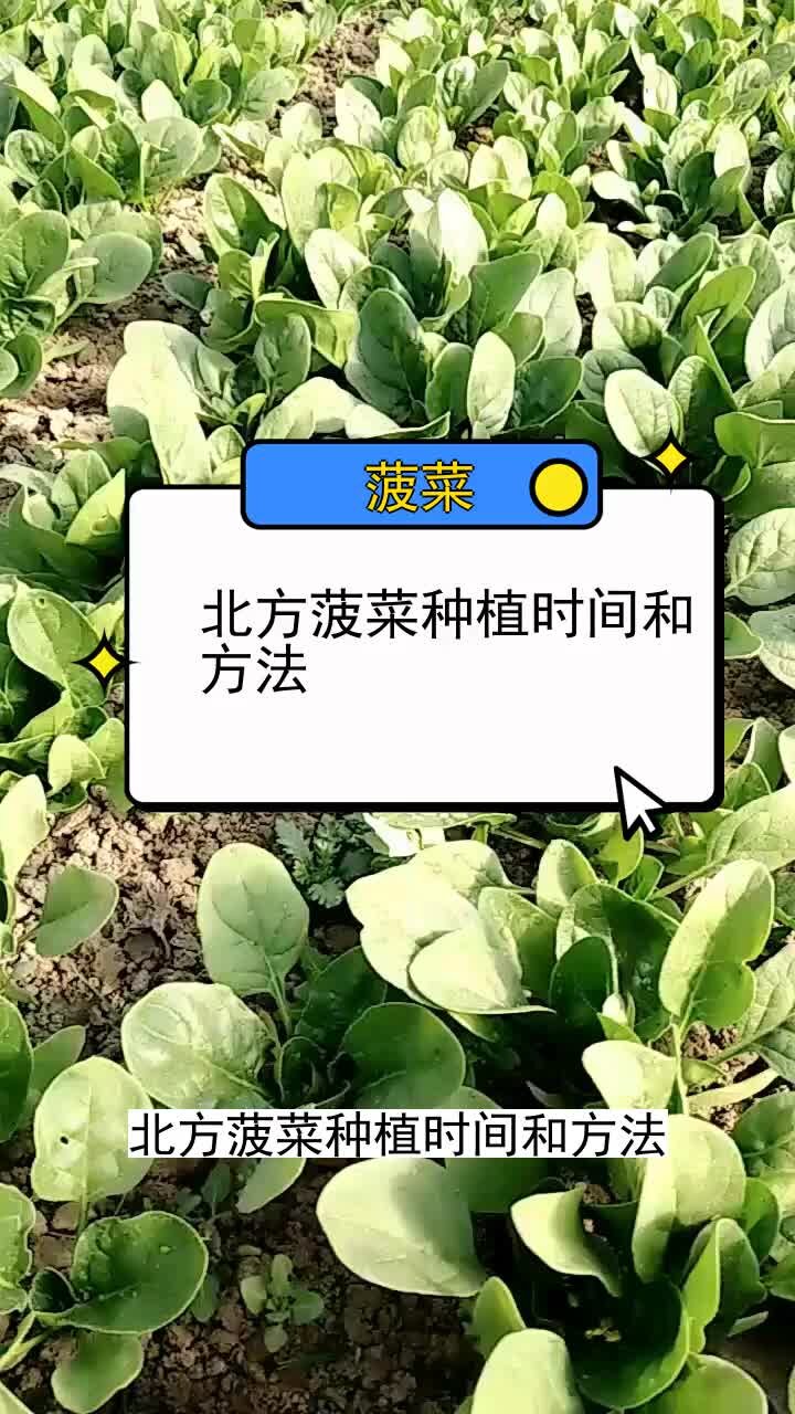 北方菠菜种植时间和方法