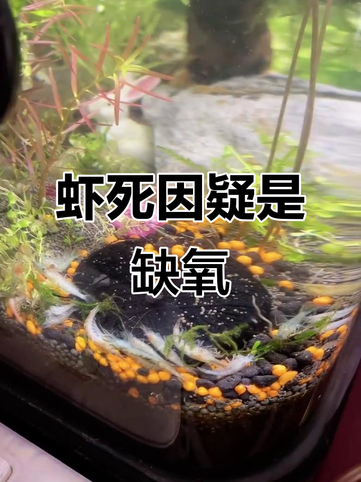 草缸虾缺氧死亡,水质正常但PH值偏高