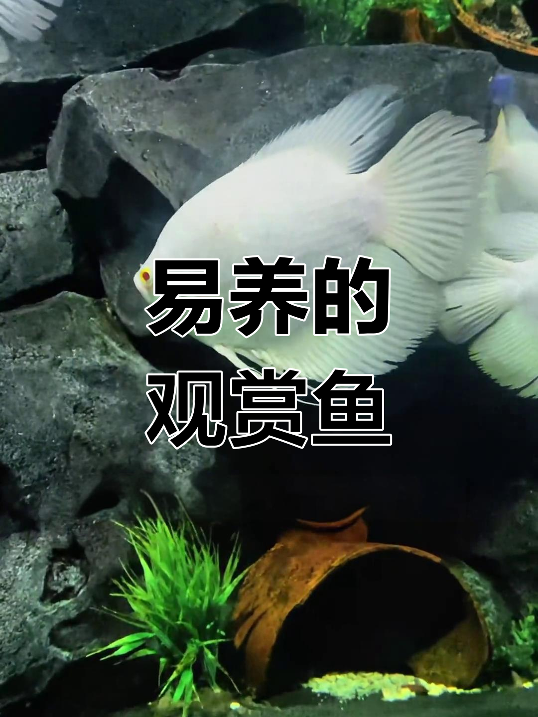 招财鱼:吉祥的象征