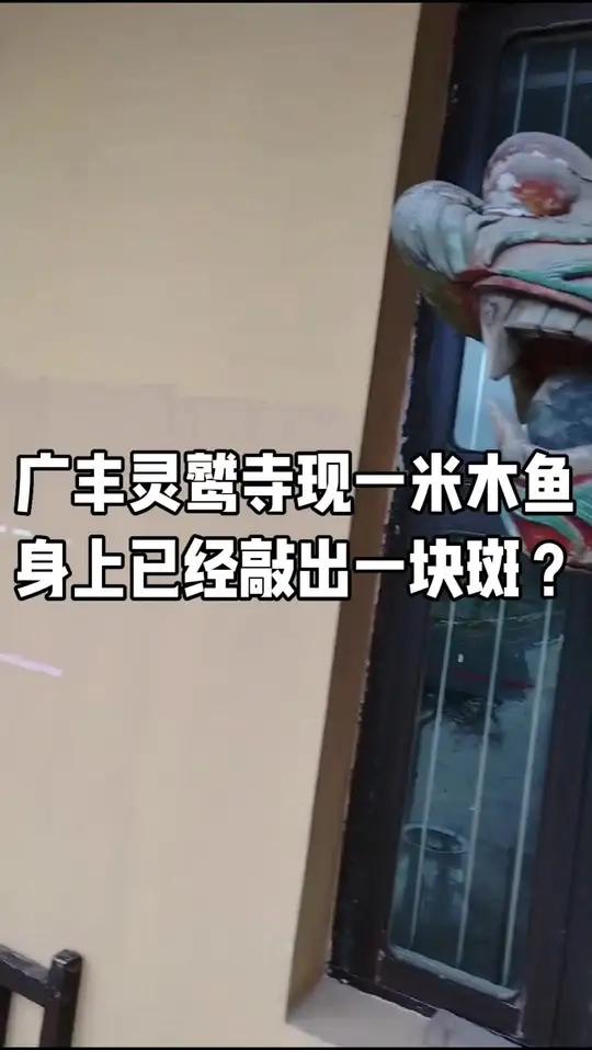 上饶市广丰区东阳乡灵鹫寺的木鱼长约一米,这在寺庙中很罕见