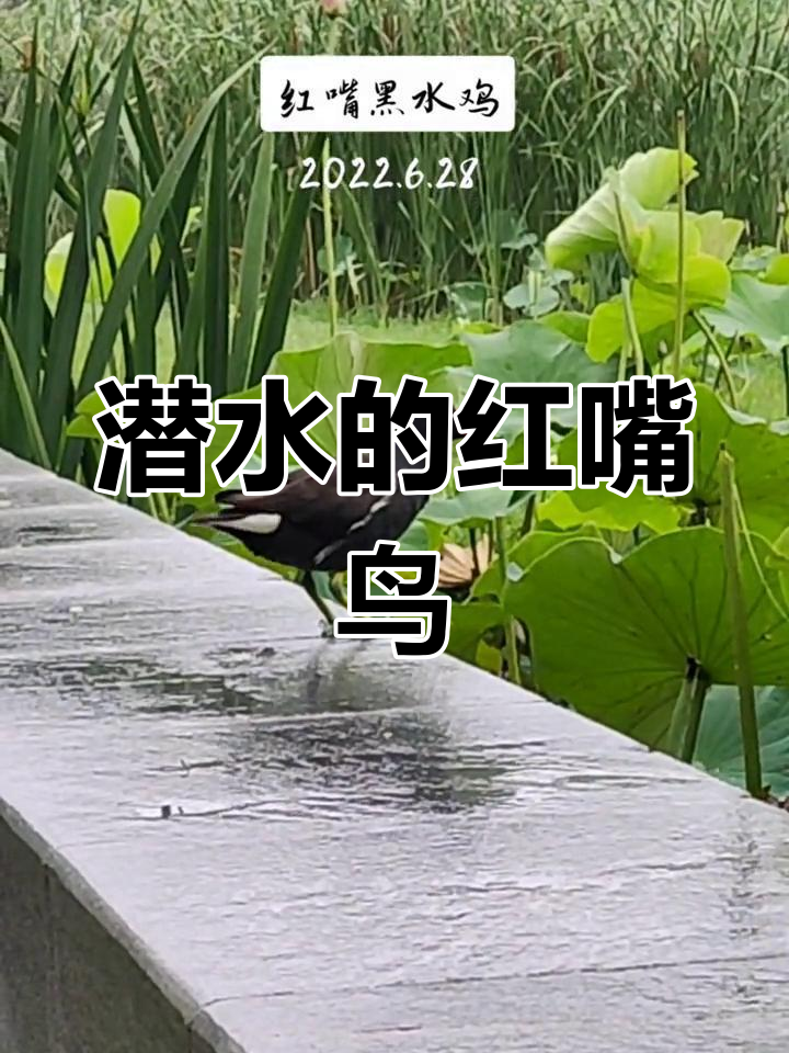 红嘴黑水鸡:国家二级保护动物,善于潜水