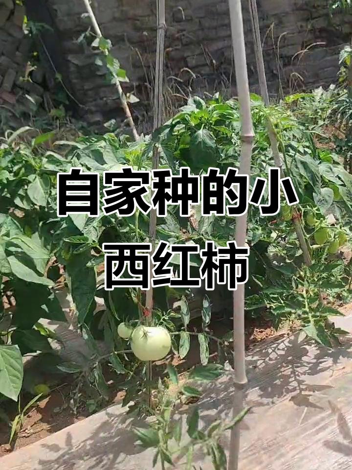 自家小菜园,纯天然绿色蔬菜大丰收!