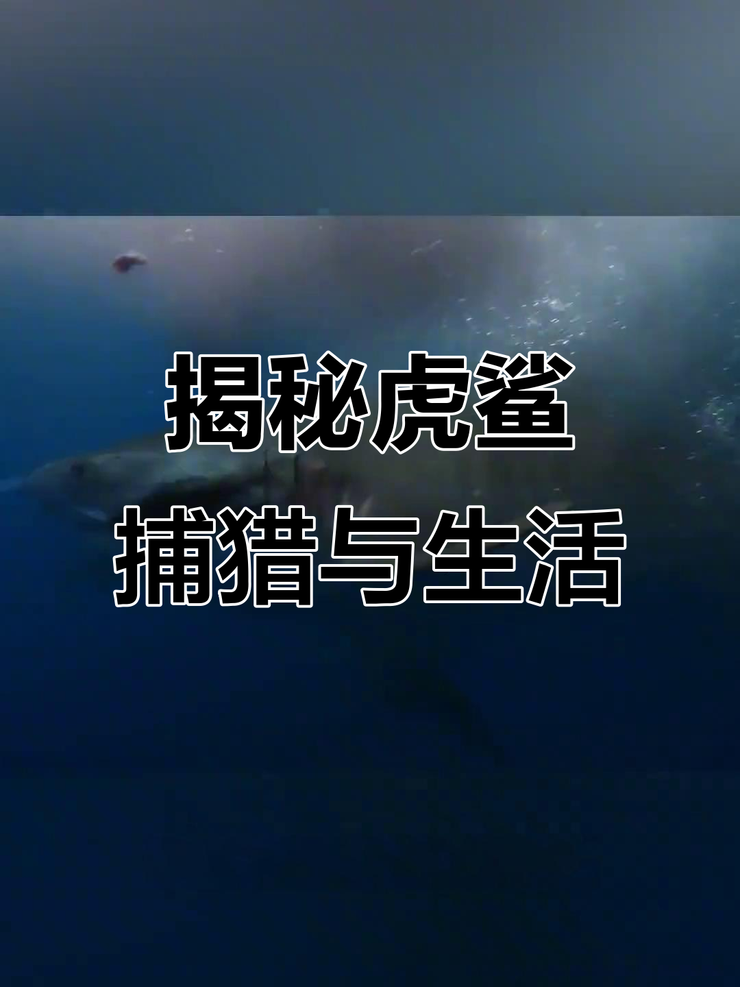 虎鲨:海洋捕食者与“垃圾桶”的真相