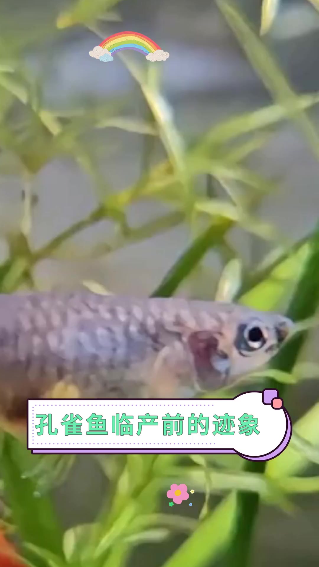 孔雀鱼临产前的迹象