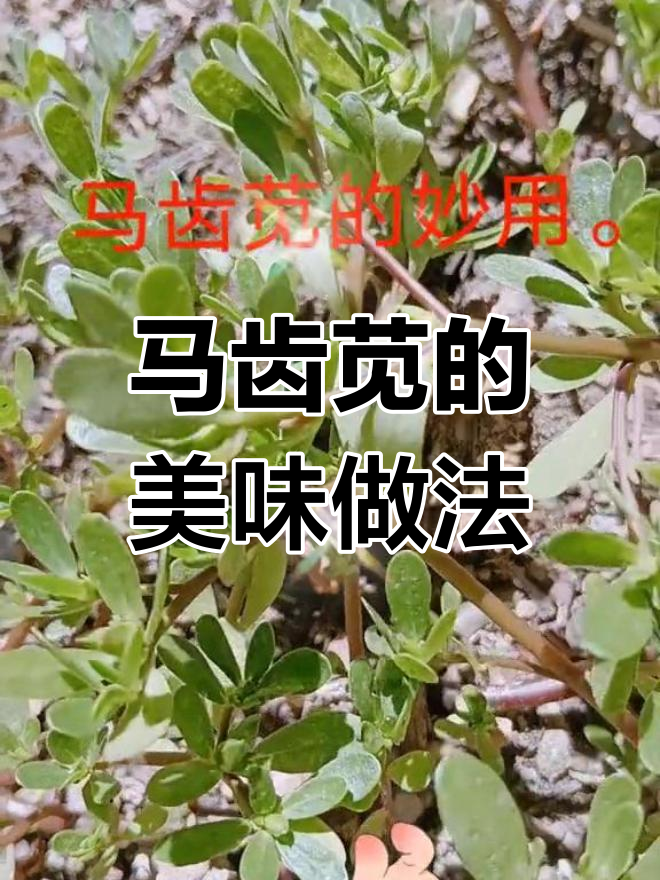 马齿苋的多种吃法,凉拌炒鸡蛋做饺子馅都行