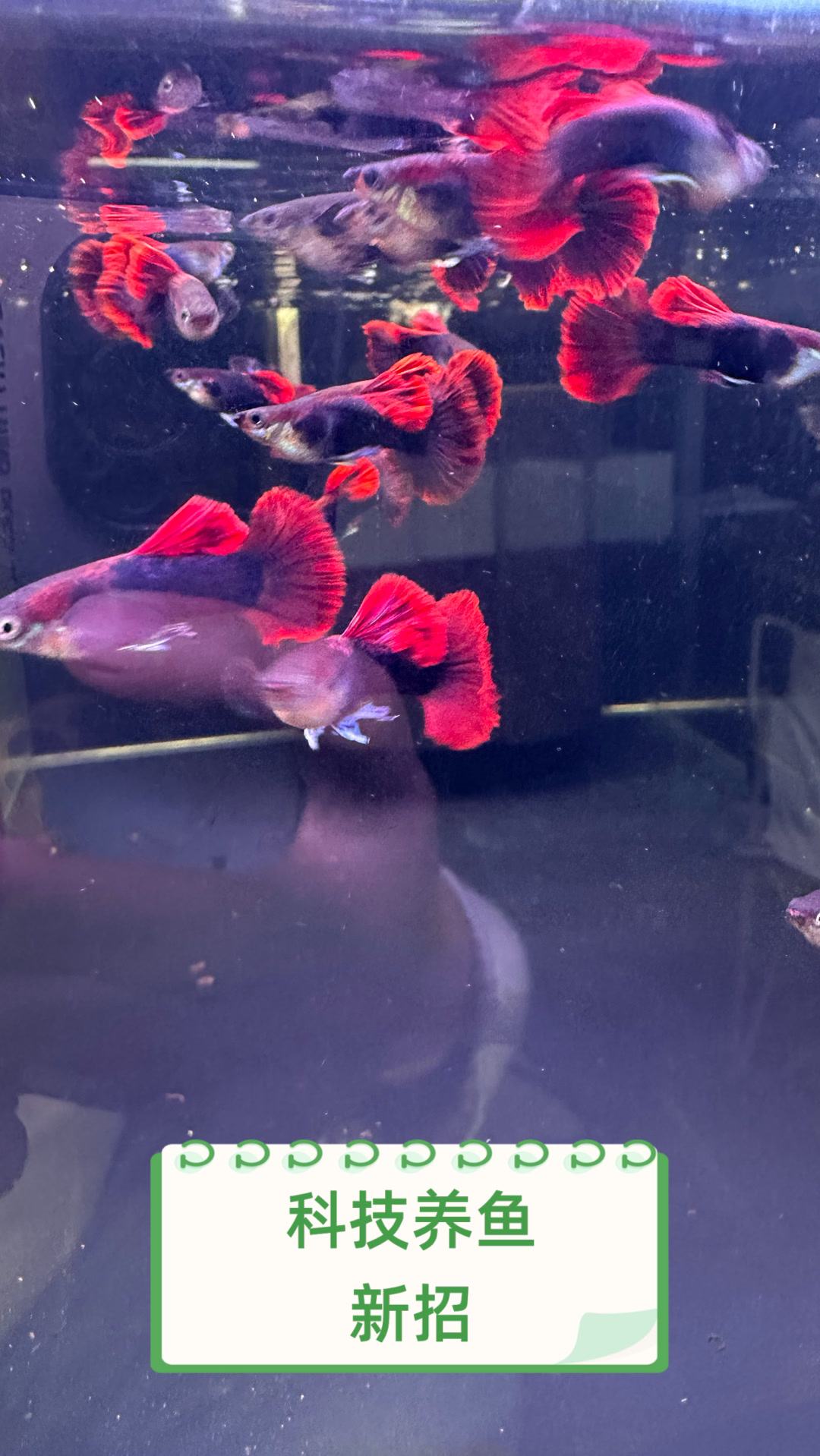 科技养鱼新招