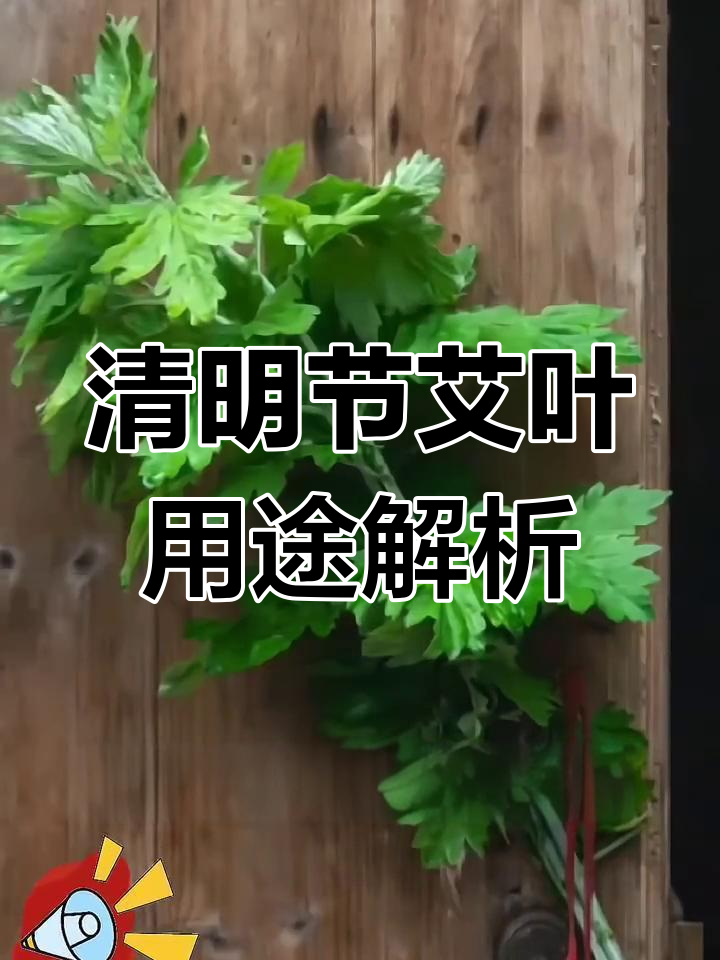 艾草、艾叶与青团,你了解它们的区别吗?