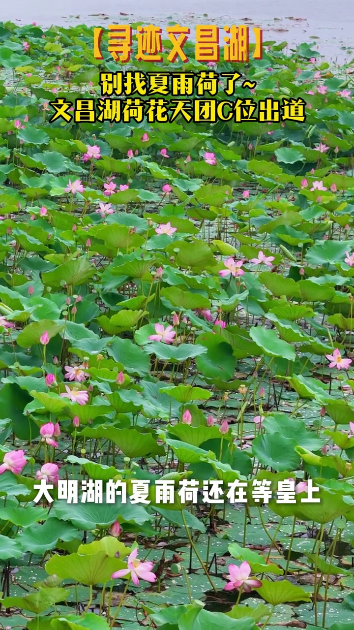 大明湖的夏雨荷还在等皇上,文昌湖的荷花已经组团出道当“湖花天团”了!雨后初霁,这群水中精灵