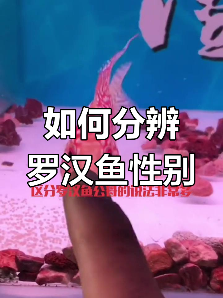 罗汉鱼公母区分技巧大揭秘