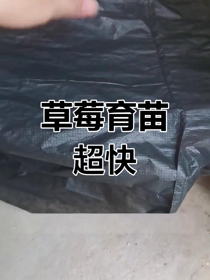 草莓种子两天发芽,出芽率惊人!