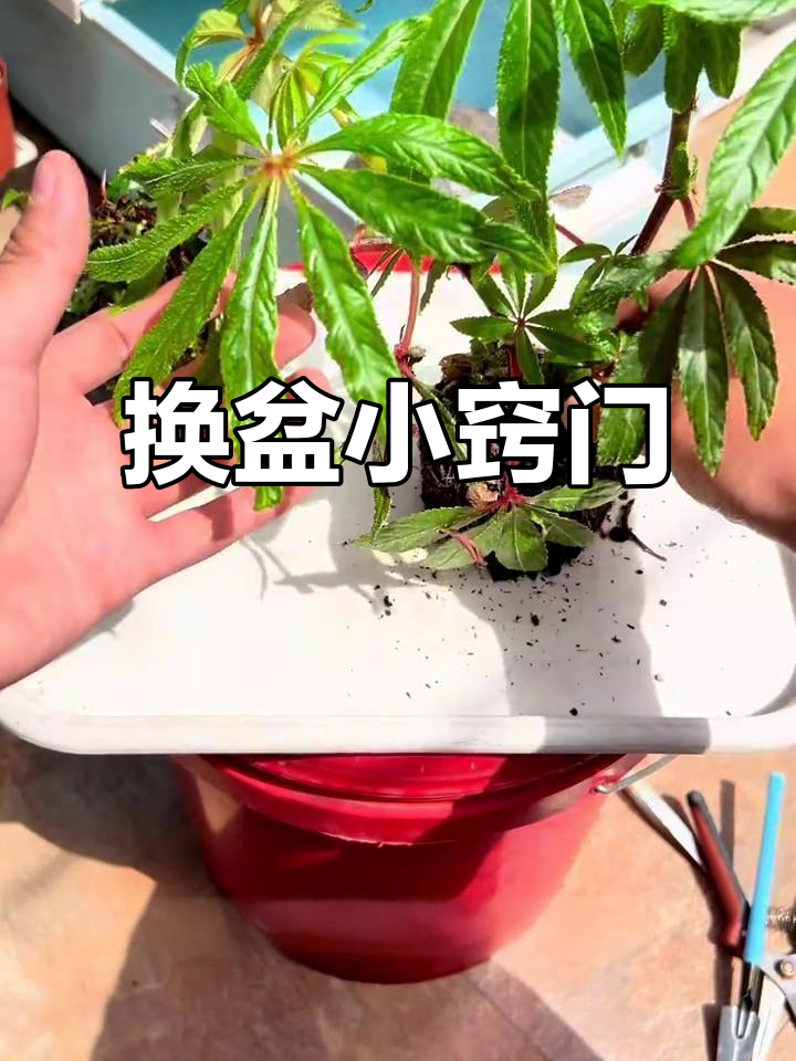 秋海棠1月换盆技巧大揭秘,根系原来是这样!