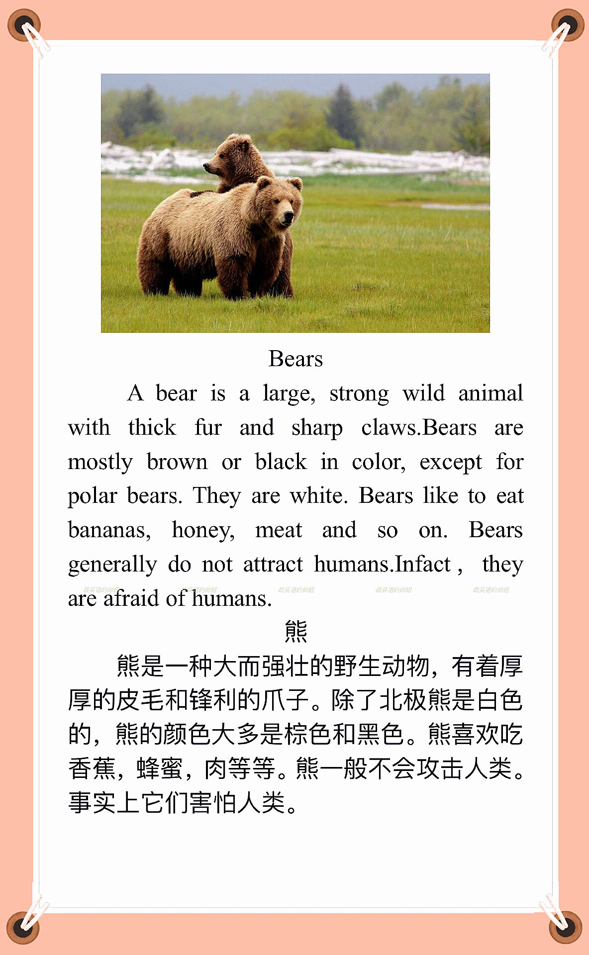 小学英语作文必背模版动物类Bears(熊)