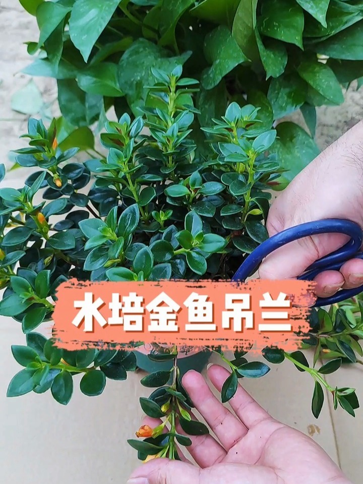 金鱼吊兰水培